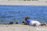 Grey Seal (Halichoerus grypus)