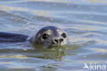 Grey Seal (Halichoerus grypus)