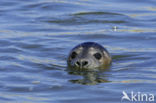 Grijze zeehond