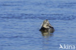 Grijze zeehond