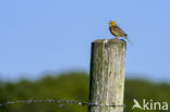 Geelgors (Emberiza citrinella)