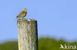 Geelgors (Emberiza citrinella)