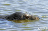 Grijze zeehond