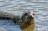 Grey Seal (Halichoerus grypus)