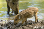 Wild zwijn