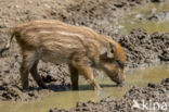 Wild Boar (Sus scrofa)