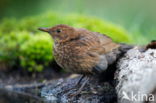 Merel (Turdus merula)