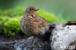 Eurasian Blackbird (Turdus merula)