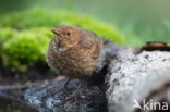 Eurasian Blackbird (Turdus merula)