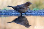 Merel (Turdus merula)