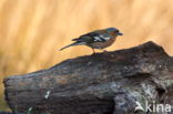 Chaffinch (Fringilla coelebs)