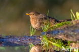 Eurasian Blackbird (Turdus merula)