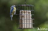 Blue Tit (Parus caeruleus)