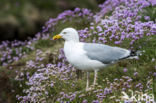 Zilvermeeuw (Larus argentatus)