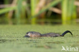 Muskrat (Ondatra zibethicus)