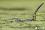 Muskrat (Ondatra zibethicus)