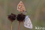 Chalk Hill Blue (Lysandra coridon)