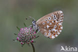 Chalk Hill Blue (Lysandra coridon)