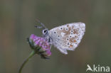 Chalk Hill Blue (Lysandra coridon)