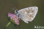 Chalk Hill Blue (Lysandra coridon)