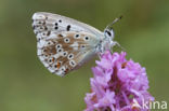 Chalk Hill Blue (Lysandra coridon)