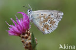 Chalk Hill Blue (Lysandra coridon)