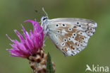 Chalk Hill Blue (Lysandra coridon)