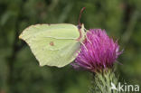 Citroenvlinder (Gonepteryx rhamni)