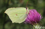 Citroenvlinder (Gonepteryx rhamni)