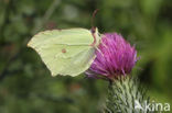 Citroenvlinder (Gonepteryx rhamni)