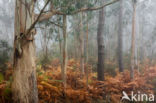 Eucalyptus diversicolor