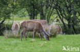 Red Deer (Cervus elaphus)