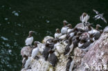 Guillemot