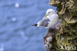 Black-legged Kittiwake (Rissa tridactyla)