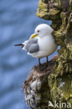 Black-legged Kittiwake (Rissa tridactyla)