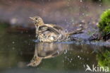 Tree Pipit (Anthus trivialis)