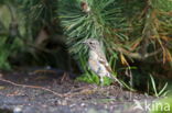 Stonechat (Saxicola rubicola)