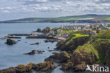 St Abbs Head