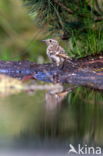 Roodborsttapuit (Saxicola rubicola)