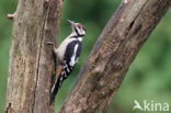 Great Spotted Woodpecker (Dendrocopos major)