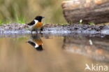 Roodborsttapuit (Saxicola rubicola)