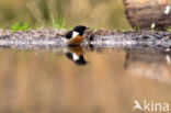 Roodborsttapuit (Saxicola rubicola)