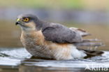 Sperwer (Accipiter nisus)