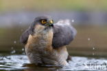 Sperwer (Accipiter nisus)