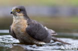 Sparrow Hawk (Accipiter nisus)