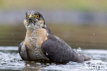 Sparrow Hawk (Accipiter nisus)