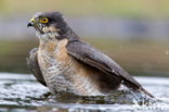 Sperwer (Accipiter nisus)