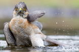 Sparrow Hawk (Accipiter nisus)