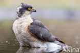 Sparrow Hawk (Accipiter nisus)