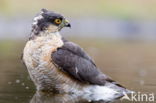 Sperwer (Accipiter nisus)